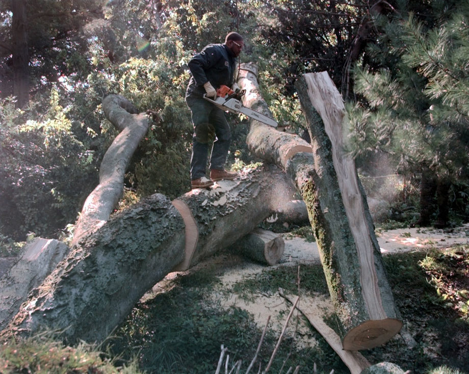 TREE1.JPG